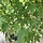 Meerstammige Japanse esdoorn - Acer palmatum meerstammig