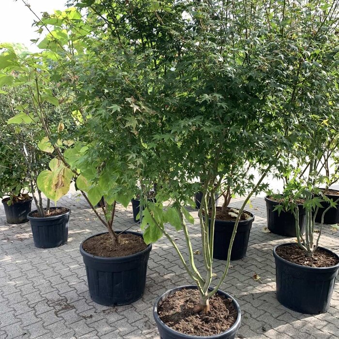 Meerstammige Japanse esdoorn - Acer palmatum meerstammig