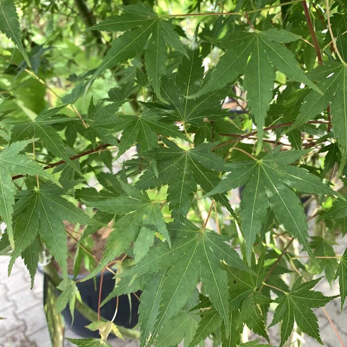 Japanse esdoorn (Acer palmatum)