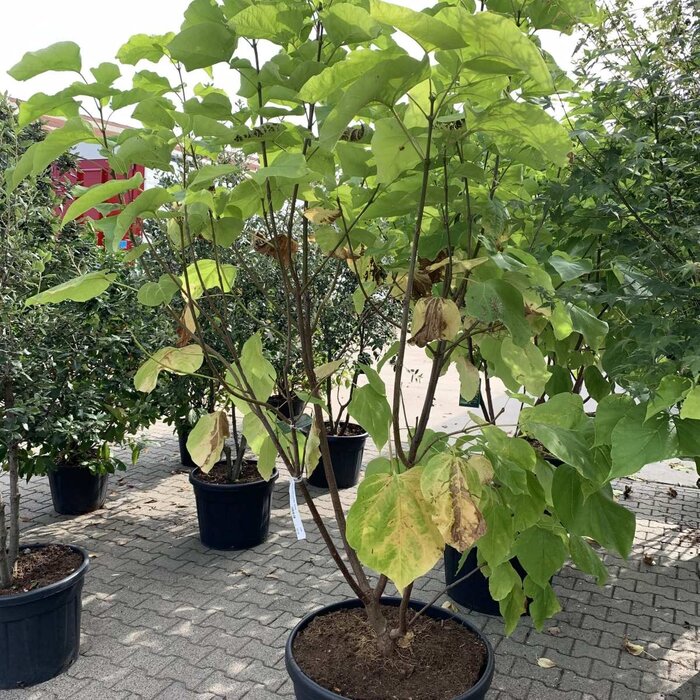 Meerstammige Catalpa - Catalpa bignonioides 'Aurea' meerstammig
