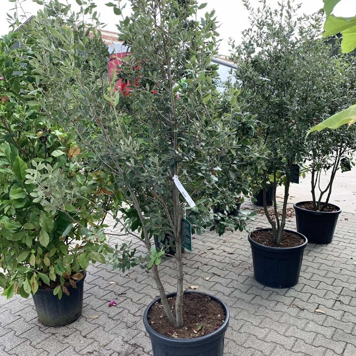 Steeneik boom - Quercus ilex meerstammig