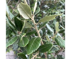 Meerstammige Steeneik boom - Quercus ilex meerstammig
