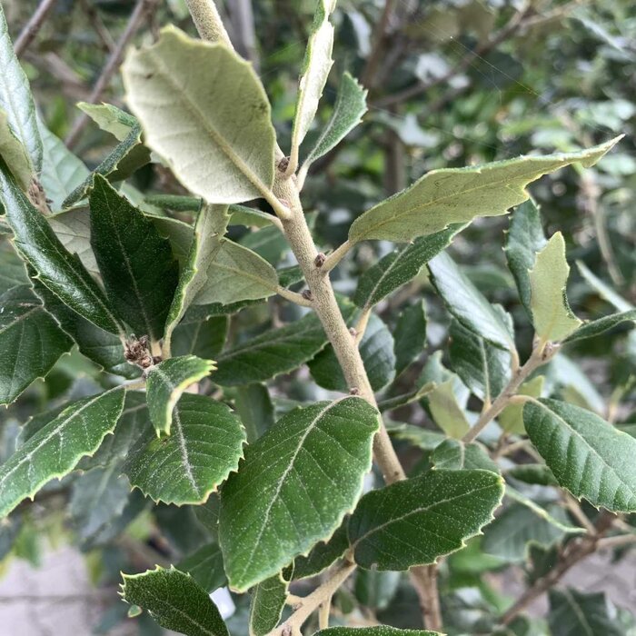 Steeneik boom - Quercus ilex meerstammig