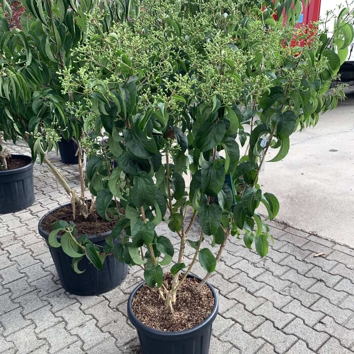 Meerstammige Zevenzonenboom - Heptacodium miconioides meerstammig
