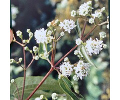 Meerstammige Zevenzonenboom - Heptacodium miconioides meerstammig