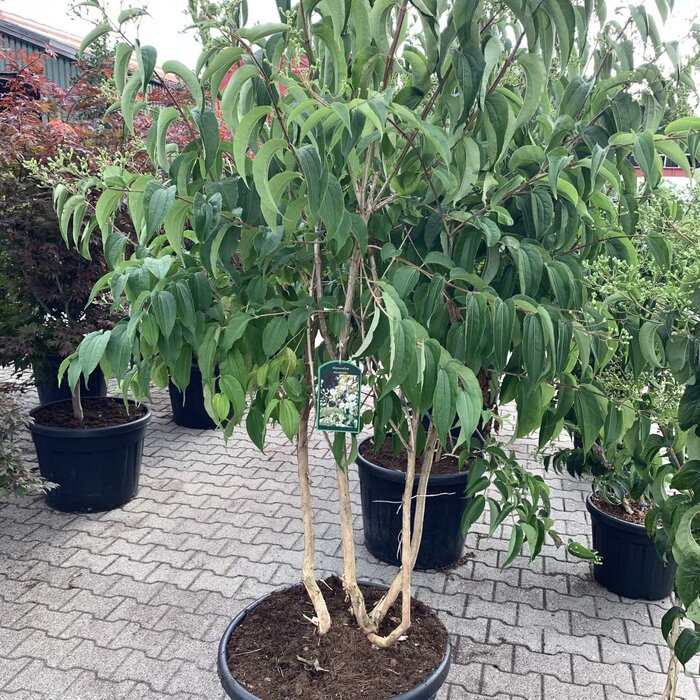 Meerstammige Zevenzonenboom - Heptacodium miconioides meerstammig