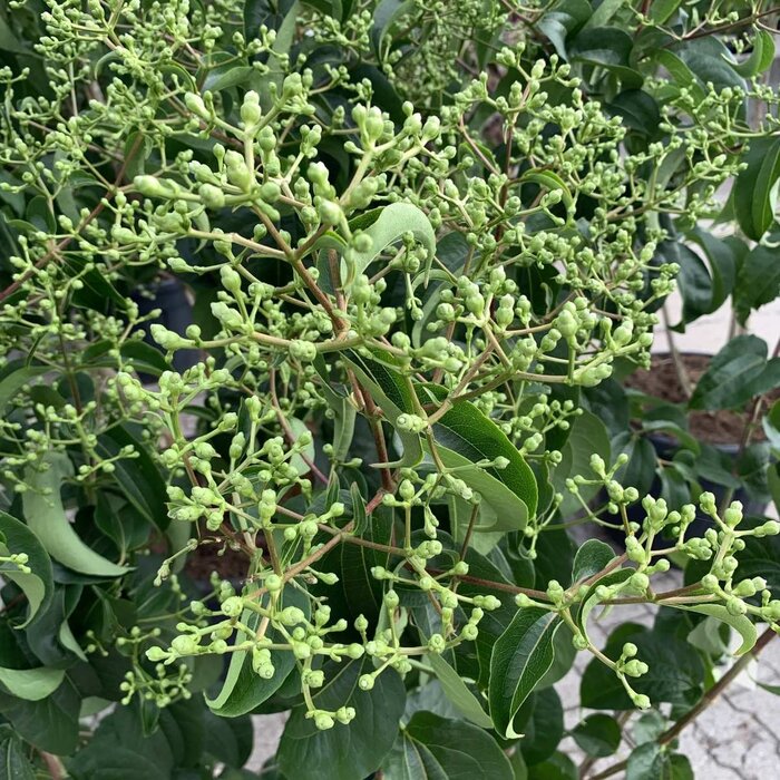 Zevenzonenboom (Heptacodium miconioides) (Struik)