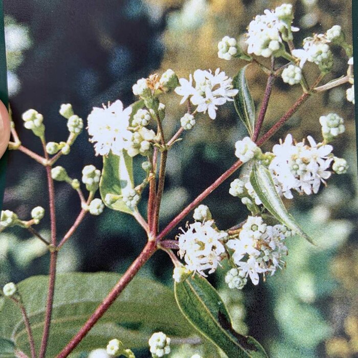 Zevenzonenboom (Heptacodium miconioides) (Struik)