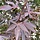 Japanse esdoorn (Acer palmatum 'Atropurpureum')