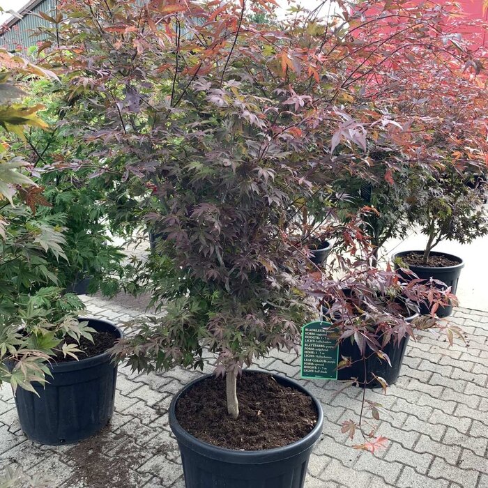 Japanse esdoorn (Acer palmatum 'Atropurpureum')