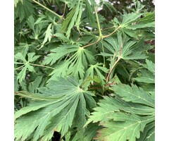 Japanse esdoorn - Acer japonicum 'Aconitifolium'