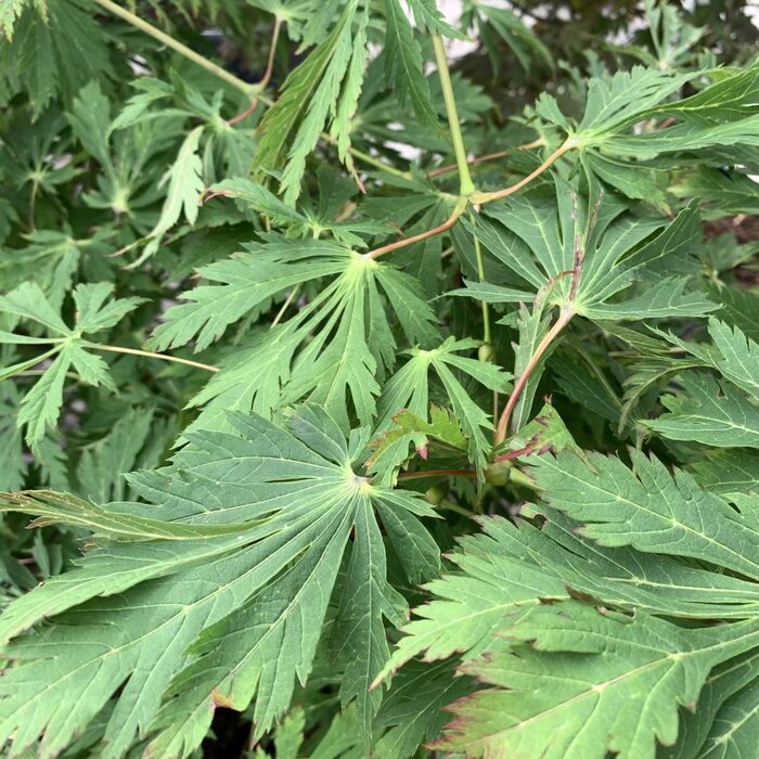 Japanse esdoorn (Acer japonicum 'Aconitifolium')