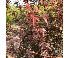Japanse esdoorn - Acer palmatum 'Skeeter's Broom'