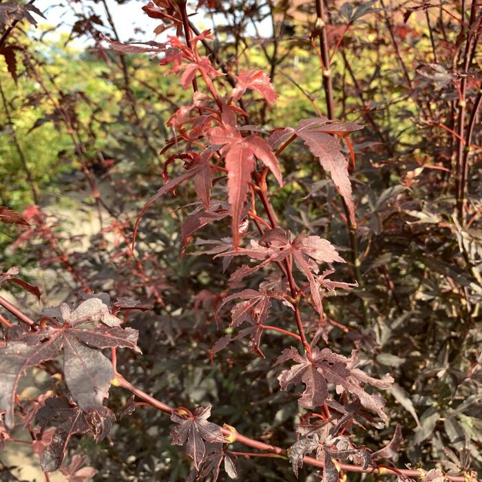 Japanse esdoorn (Acer palmatum 'Skeeter's Broom')