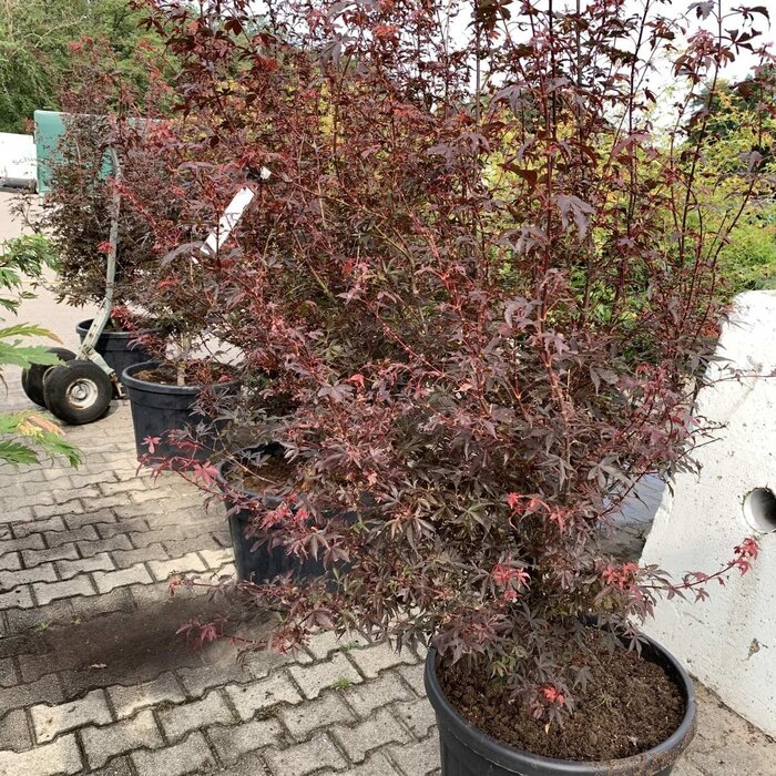 Japanse esdoorn (Acer palmatum 'Skeeter's Broom')