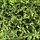 Thuja occidentalis 'Brabant' op stam - Groene conifeer