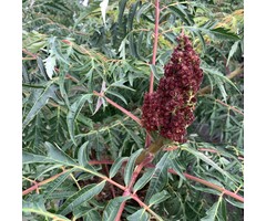 Meerstammige Fluweelboom - Rhus glabra 'Laciniata' meerstammig