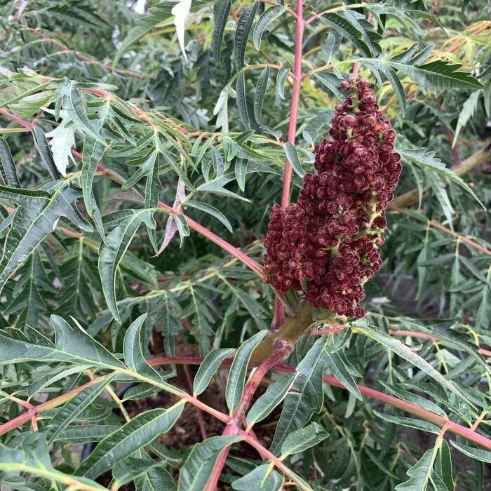 Fluweelboom - Rhus glabra 'Laciniata' meerstammig