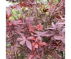 Japanse esdoorn - Acer palmatum 'Atropurpureum'