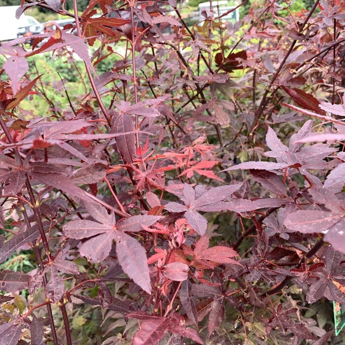 Japanse esdoorn (Acer palmatum 'Atropurpureum')