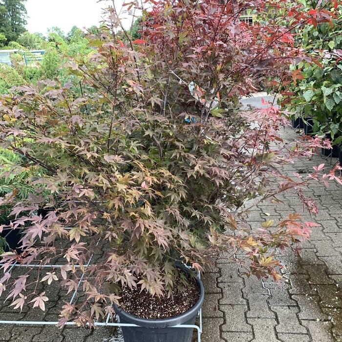 Japanse esdoorn (Acer palmatum 'Atropurpureum')