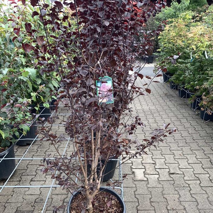 Kerspruim (Struik) - Prunus cerasifera 'Nigra'