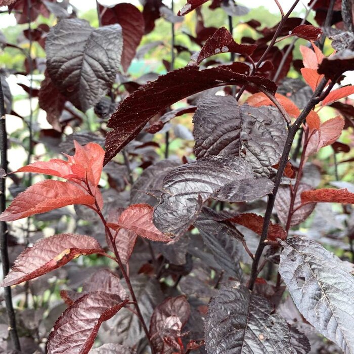 Prunus cerasifera 'Nigra' (Boom) - Sierkers