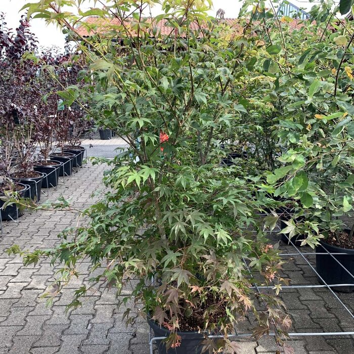 Japanse esdoorn (Acer palmatum 'Osakazuki')