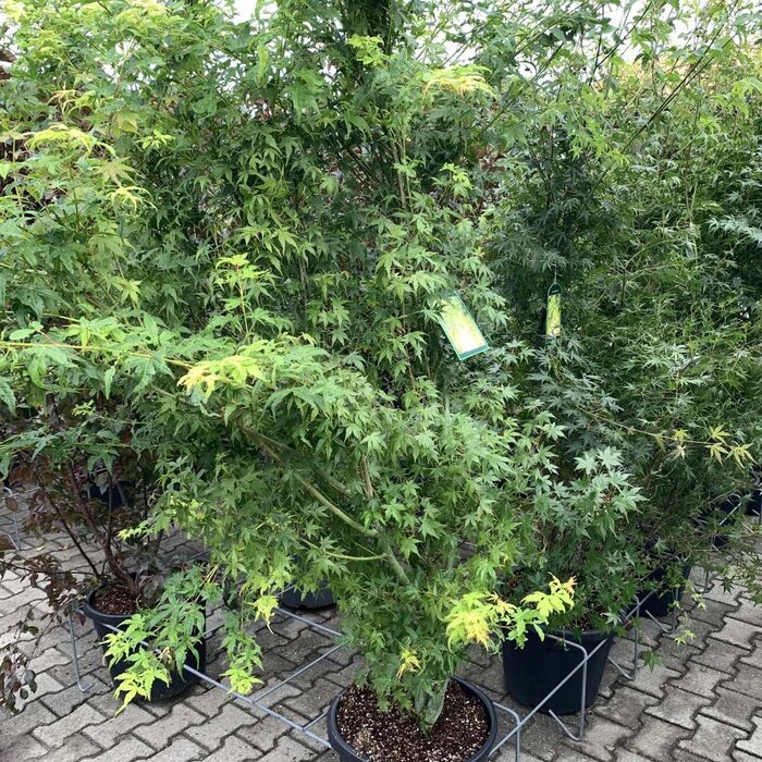 Japanse esdoorn (Acer palmatum)