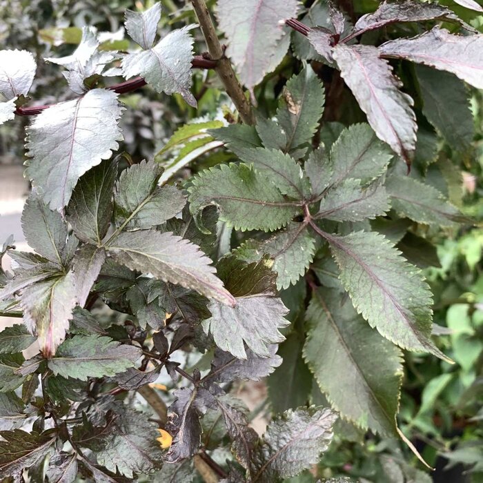 Zwarte Vlier - Sambucus nigra Black Tower meerstammig
