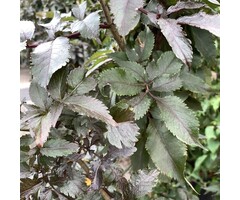 Zwarte vlier - Sambucus nigra Black Tower'