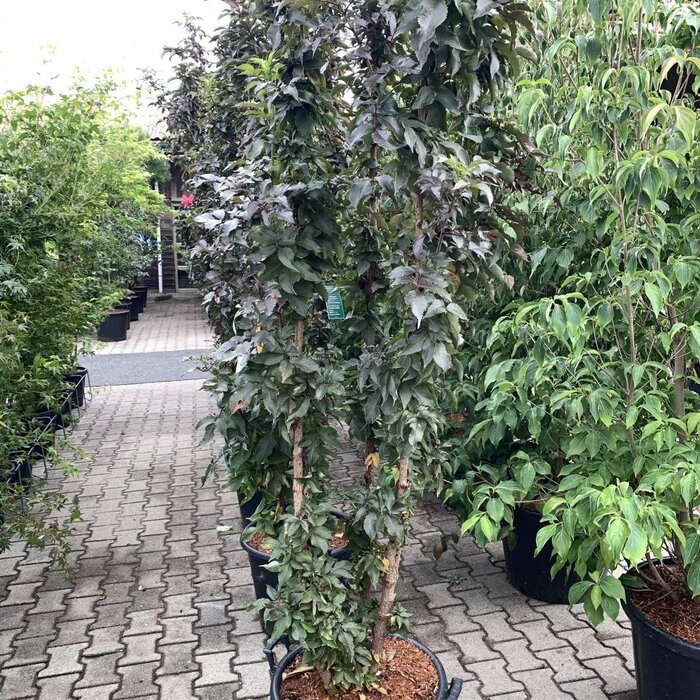 Zwarte vlier (Sambucus nigra Black Tower')