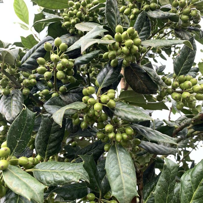 Lei Hulst - Ilex 'Nellie R. Stevens' leiboom