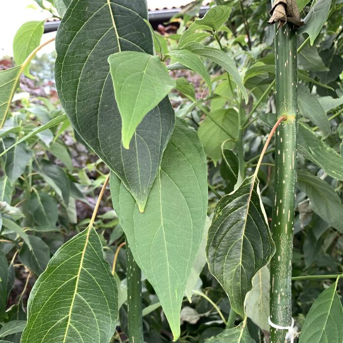 Reuzenkornoelje (Cornus controversa )