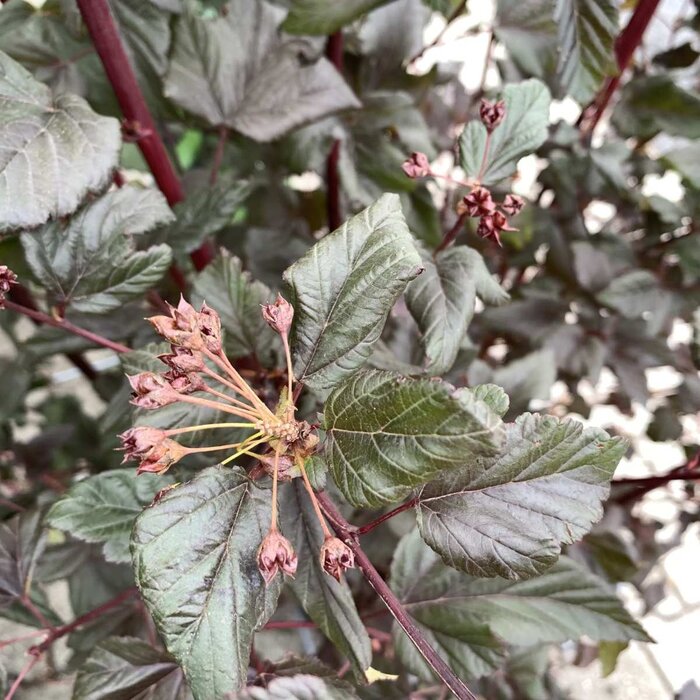 Sneeuwbalspirea (Physocarpus opulifolius 'Red Baron')