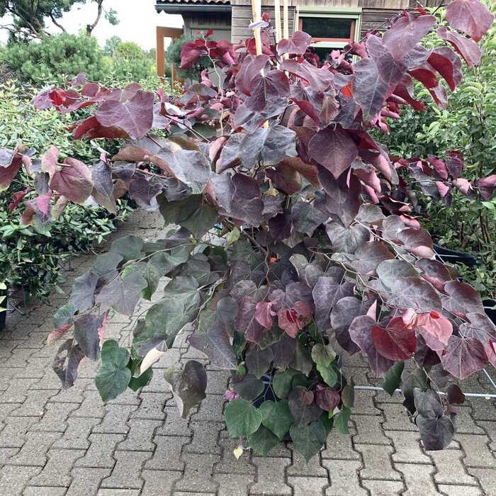 Amerikaanse judasboom (Cercis canadensis 'Forest Pansy')