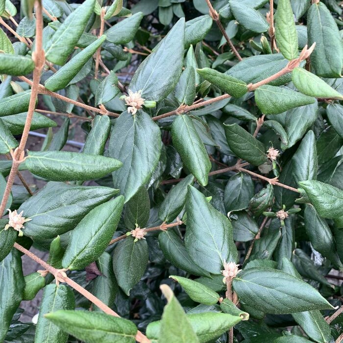 Sneeuwbal (Viburnum burkwoodii)