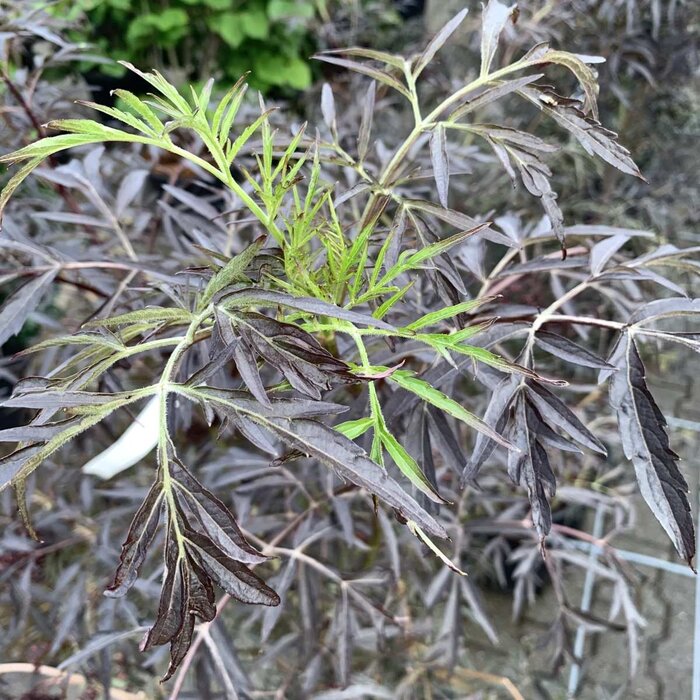 Zwarte vlier (Sambucus nigra Black Lace )