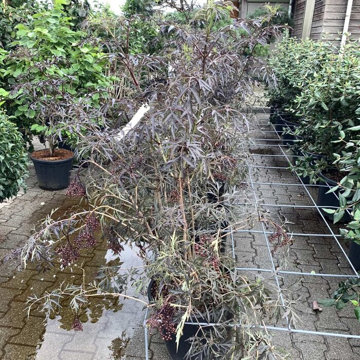 Zwarte vlier (Sambucus nigra Black Lace )