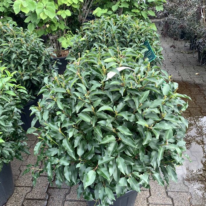 Portugese laurier bol - Prunus lusitanica 'Angustifolia' (Bol)