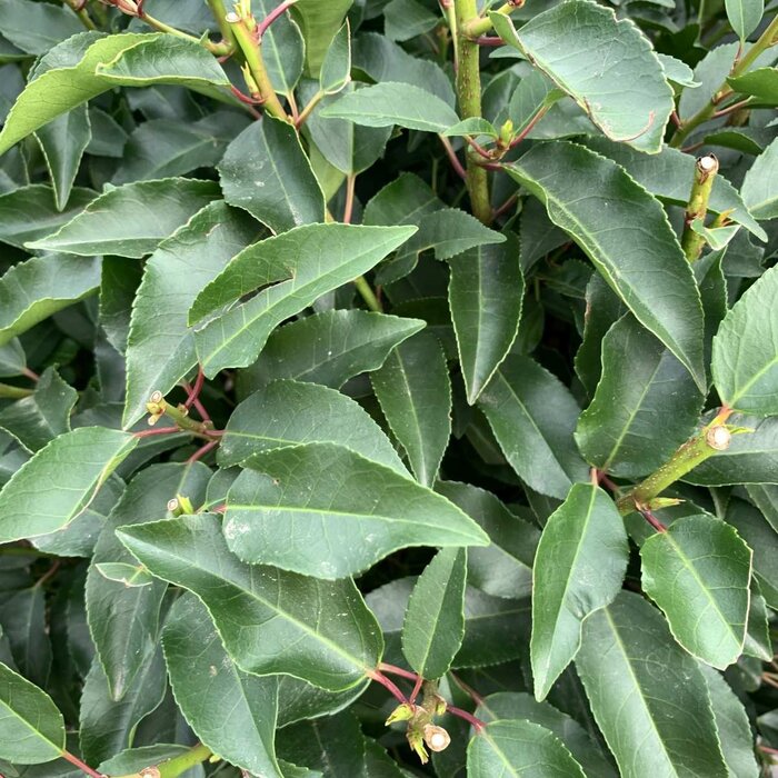 Prunus lusitanica 'Angustifolia' - Portugese laurier haag (Kale wortel) PRE-ORDER