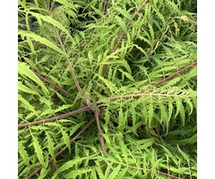 Fluweelboom - Rhus typhina Tiger Eyes