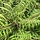 Fluweelboom - Rhus typhina Tiger Eyes