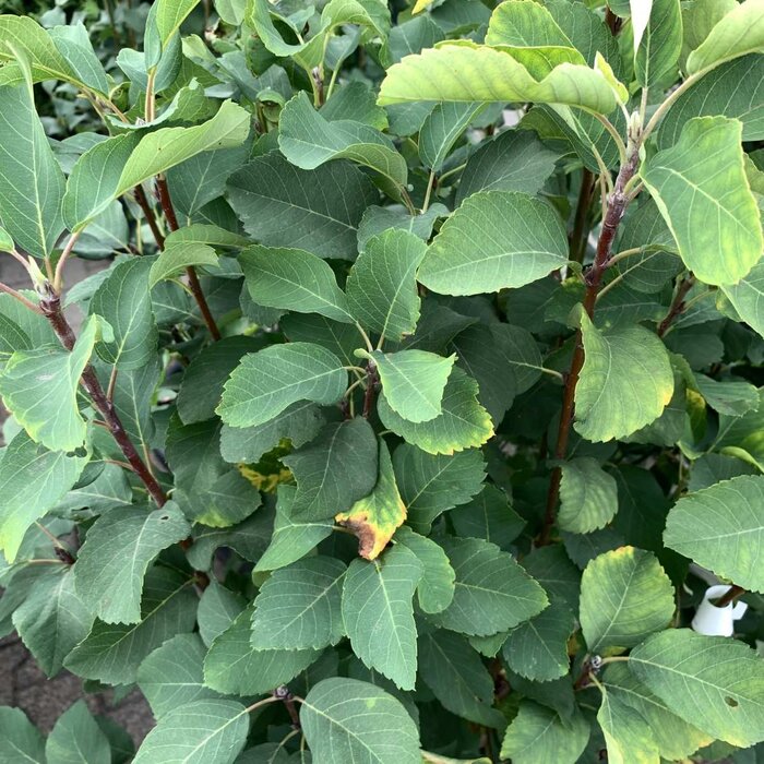 Krentenboom (Amelanchier alnifolia 'Obelisk')