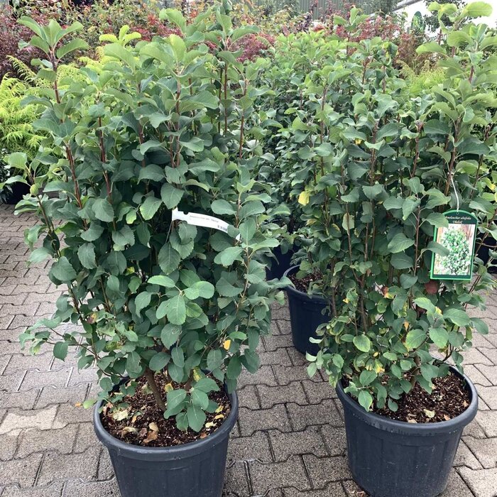 Krentenboom (Amelanchier alnifolia 'Obelisk')