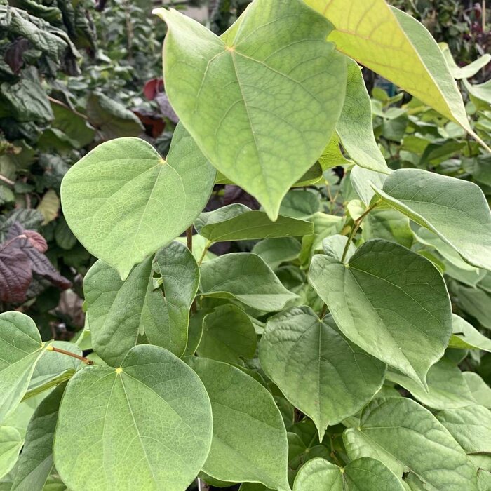 Meerstammige Judasboom - Cercis chinensis 'Avondale' meerstammig