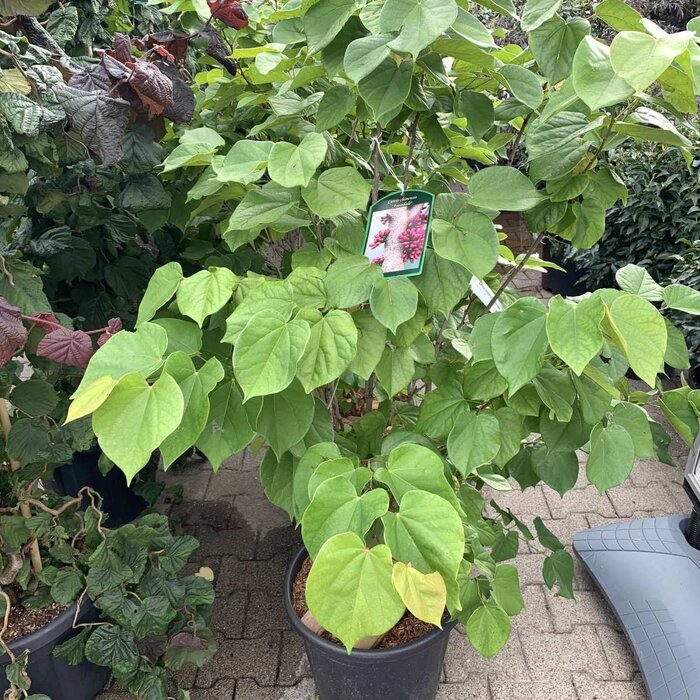 Meerstammige Judasboom - Cercis chinensis 'Avondale' meerstammig