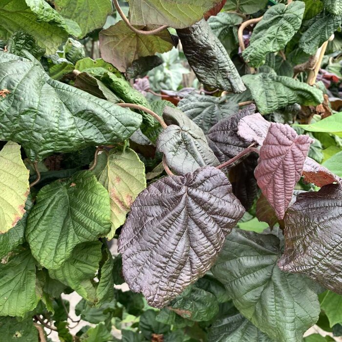 Rode krulhazelaar (Corylus avellana 'Red Majestic')