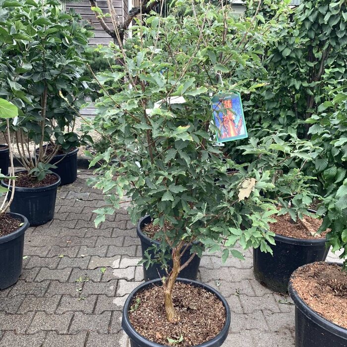 Esdoorn (Acer griseum)
