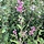 Dwergsering (Syringa 'Josée')